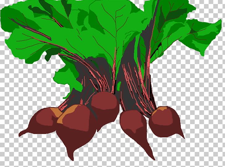 Beetroot Free Content PNG, Clipart, Beetroot, Branch, Common Beet, Download, Echidna Clipart Free PNG Download