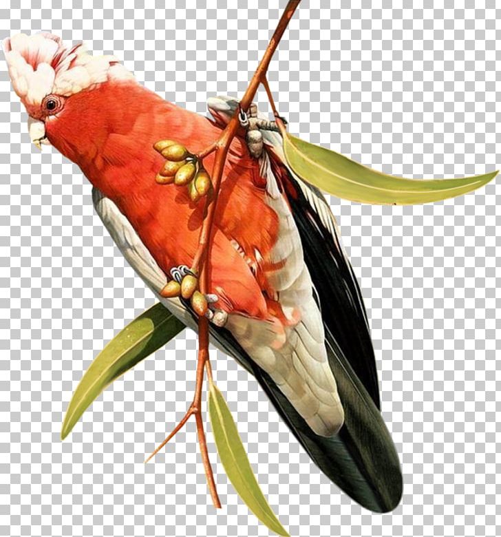 Bird Moth Bulbul Photography PNG, Clipart, 2018, Animals, Arthropod, Bird, Blog Free PNG Download