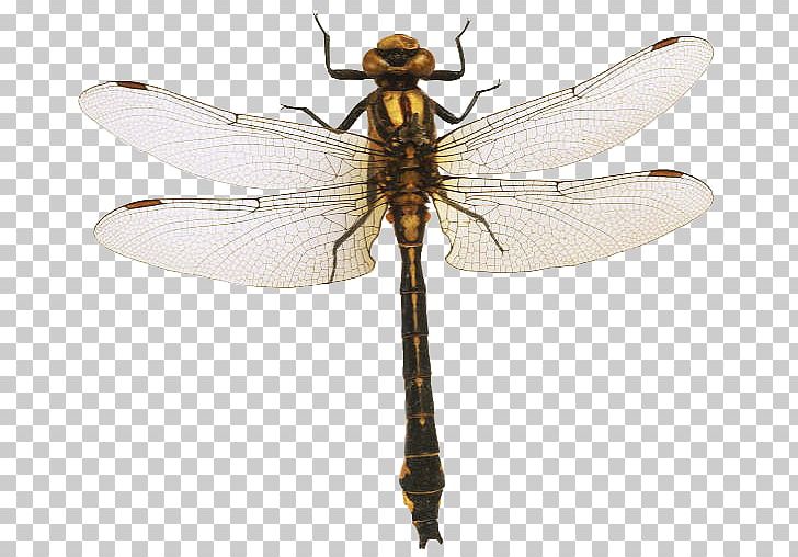 Dragonfly Pterygota Net-winged Insects Magic Spider-Man PNG, Clipart, Arthropod, Demi Lovato, Desktop Wallpaper, Dragonflies And Damseflies, Dragonfly Free PNG Download