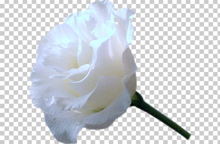 Garden Roses Cabbage Rose Flower PNG, Clipart, Blue Rose, Cicek Resimleri, Cut Flowers, Encapsulated Postscript, Floribunda Free PNG Download