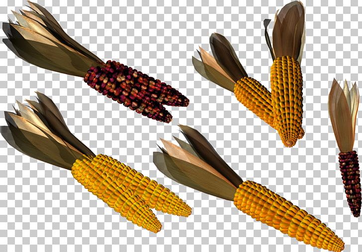 Maize IFolder DepositFiles PNG, Clipart, Climate, Commodity, Corn, Depositfiles, Humidity Free PNG Download