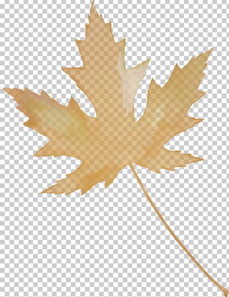 Maple Leaf Autumn Leaves PNG, Clipart, Autumn, Autumn Leaves, Flowering Plant, Leaf, Maple Free PNG Download