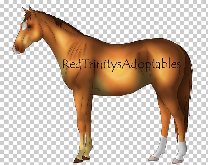Pony Foal Mustang Danish Warmblood Stallion PNG, Clipart, Breed, Bridle, Colt, Danish Warmblood, Dutch Warmblood Free PNG Download