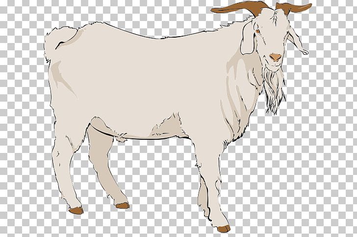 Boer Goat Anglo-Nubian Goat Pygmy Goat Nigerian Dwarf Goat PNG, Clipart, Anglonubian Goat, Animal Figure, Boer Goat, Bull, Cattle Like Mammal Free PNG Download
