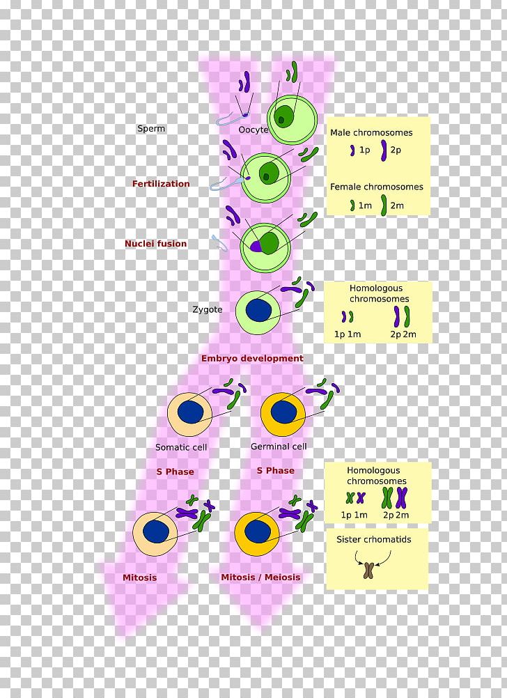 Mitosis And Meiosis Mitosis And Meiosis Cell Chromosome PNG, Clipart, Area, Biology, Cell, Cell Cycle, Cell Division Free PNG Download