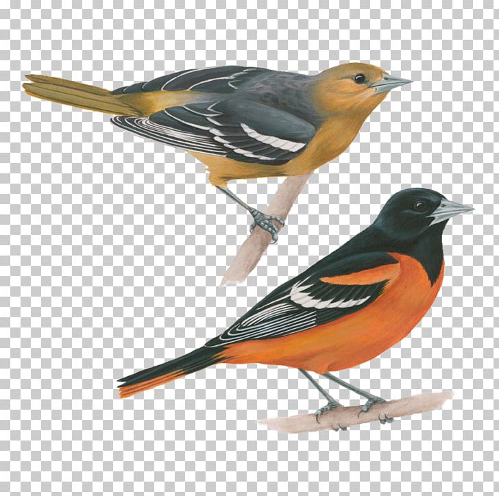 Old World Oriole Bird Baltimore Oriole Bullock's Oriole Eurasian Golden Oriole PNG, Clipart, All About Birds, Altamira Oriole, American Robin, Animals, Baltimore Oriole Free PNG Download