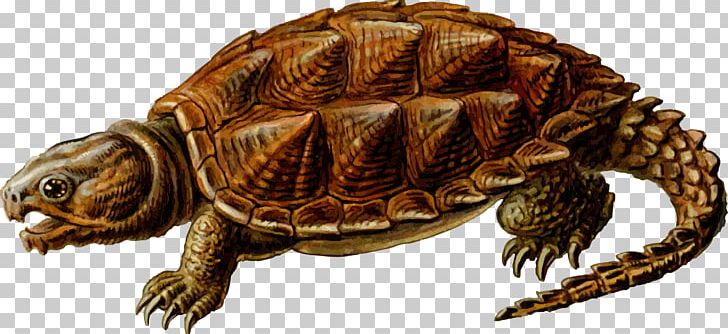 Common Snapping Turtle Alligator Snapping Turtle PNG, Clipart, Alligator Snapping Turtle, Animals, Box Turtle, Chelydra, Chelydridae Free PNG Download