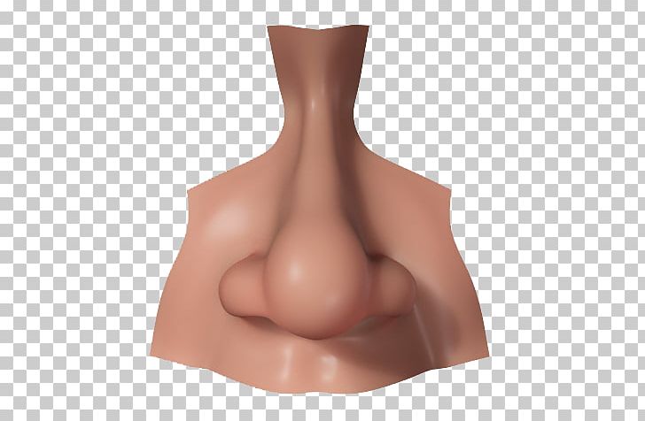 Human Nose 3D Computer Graphics CGTrader 3D Modeling PNG, Clipart, 3d Computer Graphics, 3d Modeling, Abdomen, Anatomy, Anatomy Of The Human Nose Free PNG Download