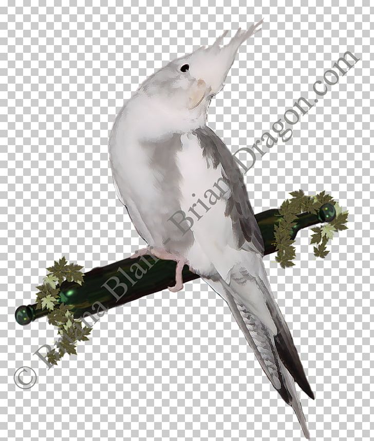 Cockatiel Parakeet Cockatoo Feather Pet PNG, Clipart, Animals, Beak, Bird, Cockatiel, Cockatoo Free PNG Download