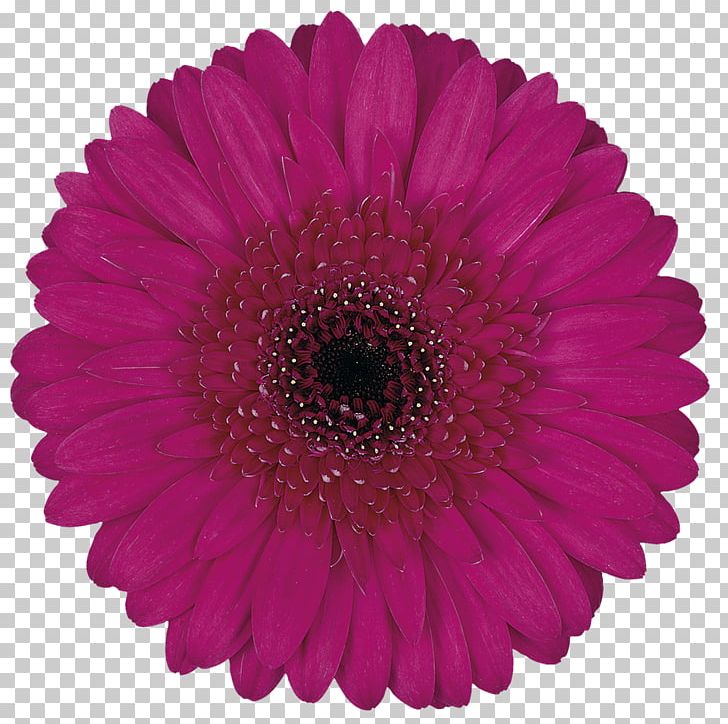 Cutting Tool Paper Farm Power Plastic PNG, Clipart, Agricultural Machinery, Assortment Strategies, Chrysanths, Cut Flowers, Cutting Free PNG Download