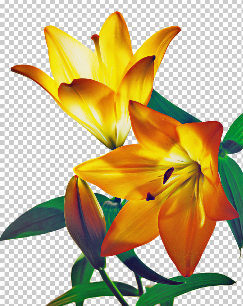 Lily Flower PNG, Clipart, Amaryllis, Cut Flowers, Daylilies, Floral Design, Floristry Free PNG Download