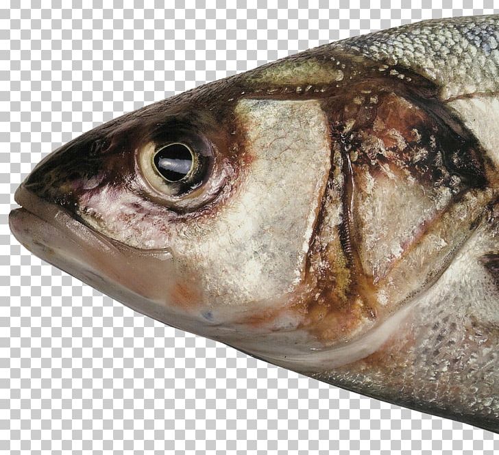 Fish Head Fish Soup Food Barreleye PNG, Clipart, Animals, Animal Source Foods, Barreleye, Cooking, Desktop Wallpaper Free PNG Download
