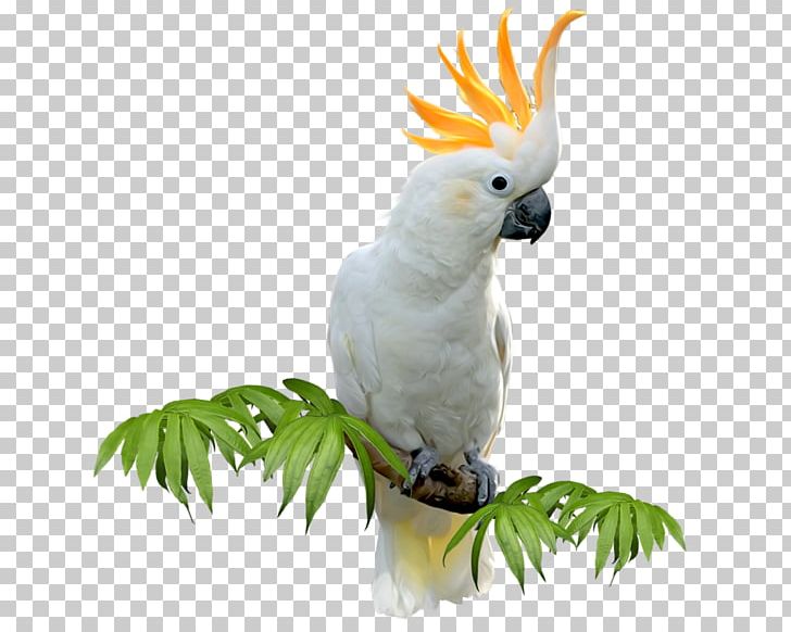 Sulphur-crested Cockatoo Budgerigar Bird Amazon Parrot Parakeet PNG, Clipart, Animals, Beak, Bird, Budgerigar, Cockatoo Free PNG Download