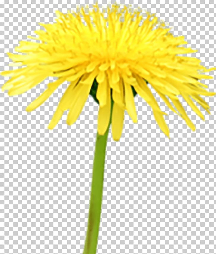Beekeeping Pollinator Beneficial Insects Common Dandelion PNG, Clipart, Bee, Beekeeping, Bumblebee, Coneflower, Cut Flowers Free PNG Download