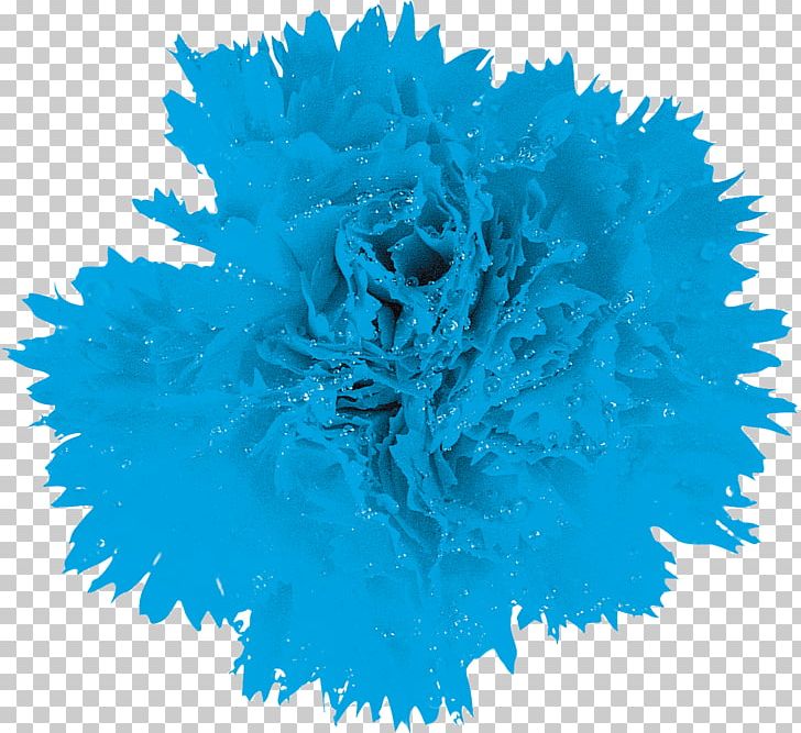 Blue Flower Chrysanthemum Macro Dahlia PNG, Clipart, Aqua, Blue, Carnation, Chrysanthemum, Cobalt Blue Free PNG Download