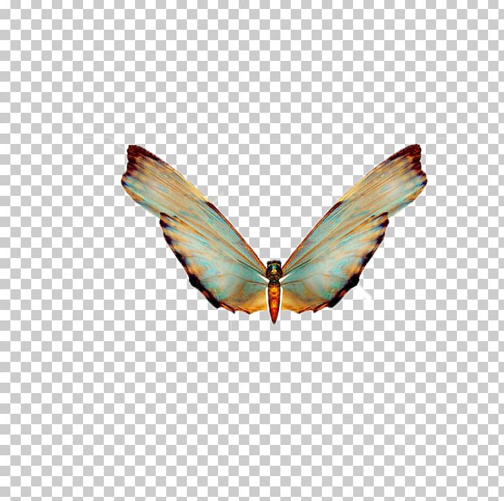 Butterfly PNG, Clipart, Animals, Arthropod, Butterflies, Butterflies And Moths, Butterfly Free PNG Download