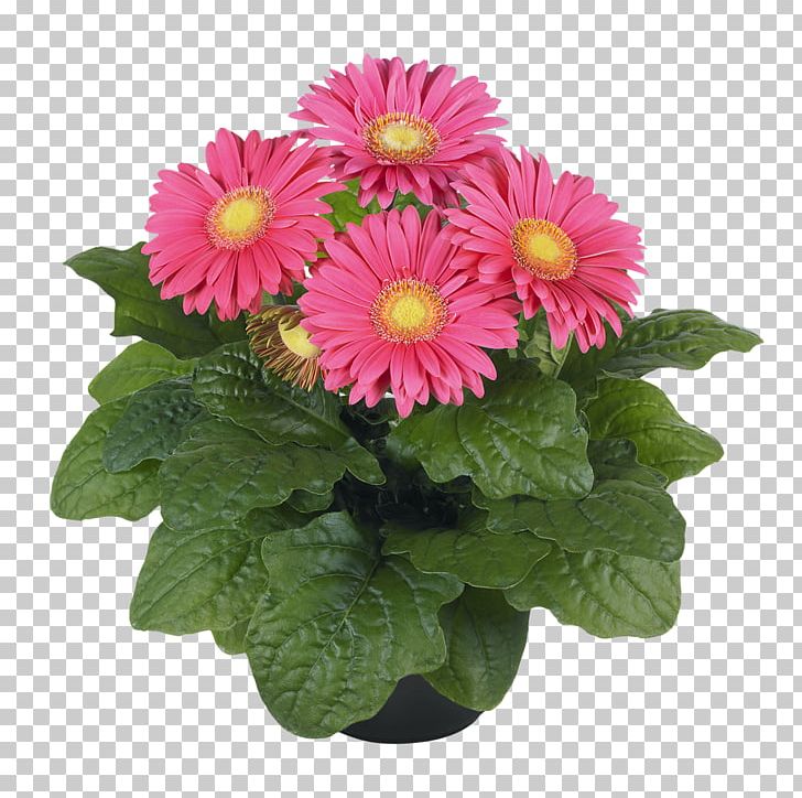 Chrysanthemum Cut Flowers Floristry Daisy Family PNG, Clipart, Annual Plant, Aster, Barberton Daisy, Bonsai, Chrysanthemum Free PNG Download