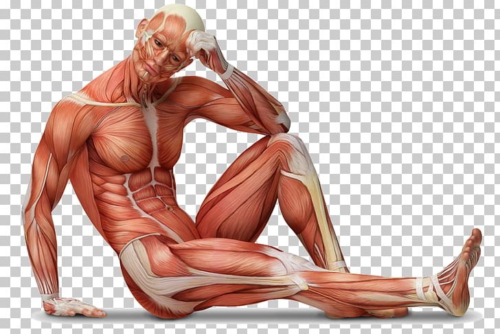 Human Body Anatomy Muscle Tissue Wall Decal PNG, Clipart, Abdomen, Anatomy, Arm, Bodybuilder, Human Free PNG Download