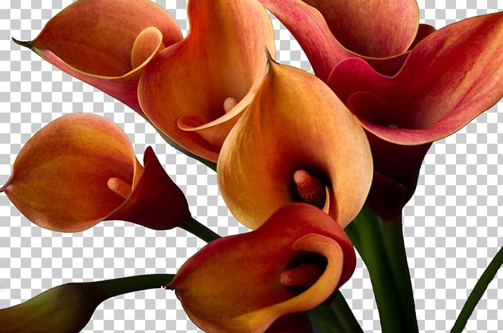 Arum-lily Water-arum Lilium Bulbiferum Flower Stock Photography PNG, Clipart, Arum, Arum Lilies, Arumlily, Bouquet, Bouquet Of Flowers Free PNG Download