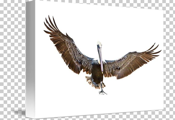 Bald Eagle Buzzard Hawk Vulture Beak PNG, Clipart, Accipitriformes, Animals, Bald Eagle, Beak, Bird Free PNG Download