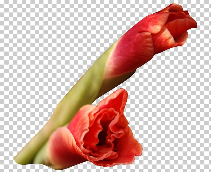 Flower Petal Gladiolus I Wandered Lonely As A Cloud PNG, Clipart, 1800flowers, Bud, Carnation, Common Daisy, Dwarf Free PNG Download