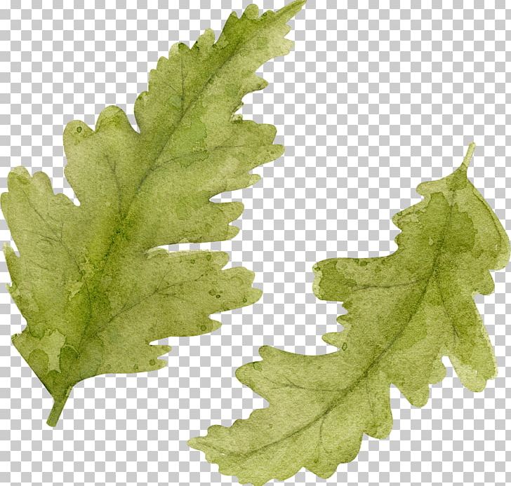 Leaf Vegetable Plant Stem PNG, Clipart, 15 May, Grape Leaves, Leaf, Leaf Vegetable, Megabyte Free PNG Download