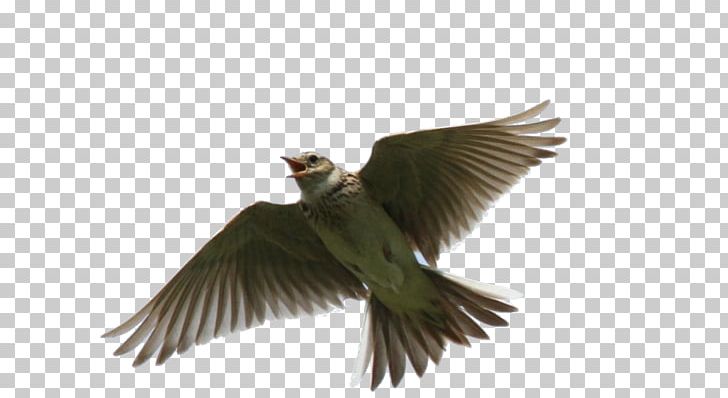 Lark Bird Beak Animal Feather PNG, Clipart, Animal, Animals, Beak, Bird, Fauna Free PNG Download