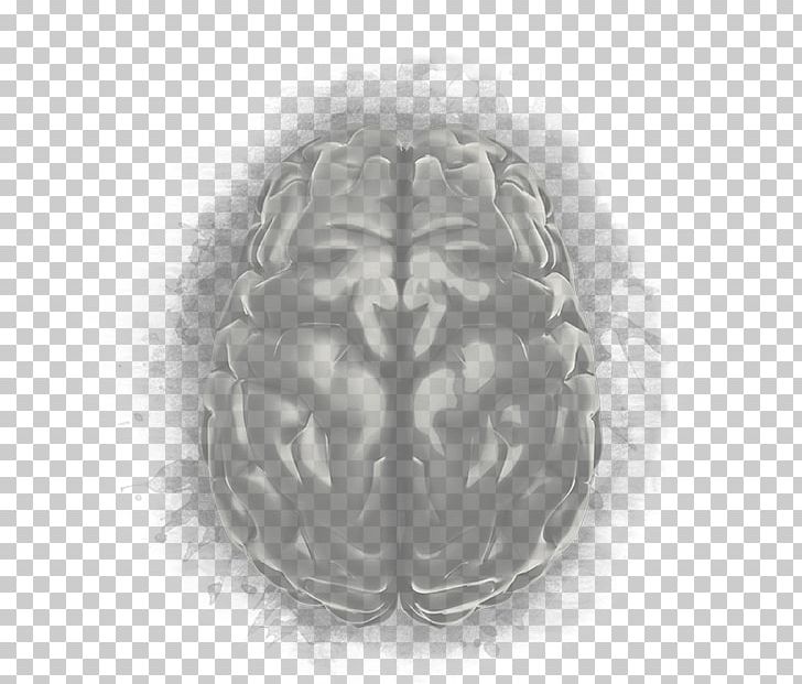 Brain White Organism PNG, Clipart, Black And White, Brain, Monochrome, Monochrome Photography, Organ Free PNG Download