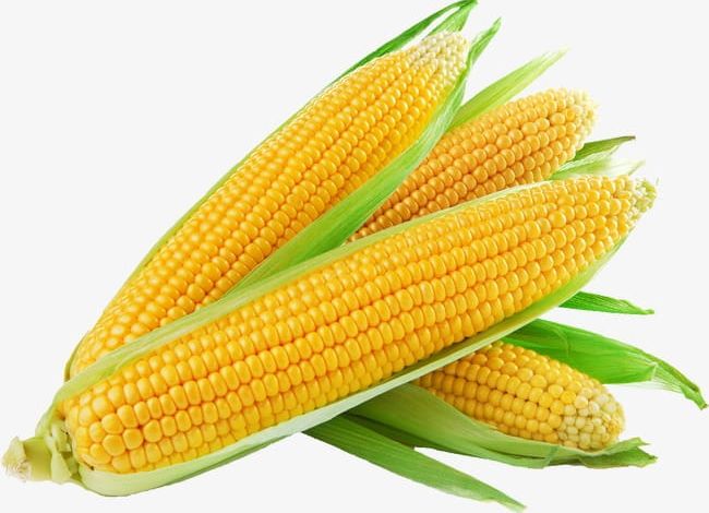 Corn PNG, Clipart, Agriculture, Backgrounds, Close Up, Color, Corn Free PNG Download