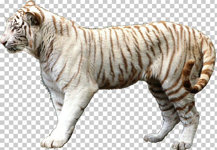 Lion Felidae Cat Leopard Tigerin Unter Palmen PNG, Clipart, Animal, Animals, Bengal Tiger, Big Cat, Big Cats Free PNG Download