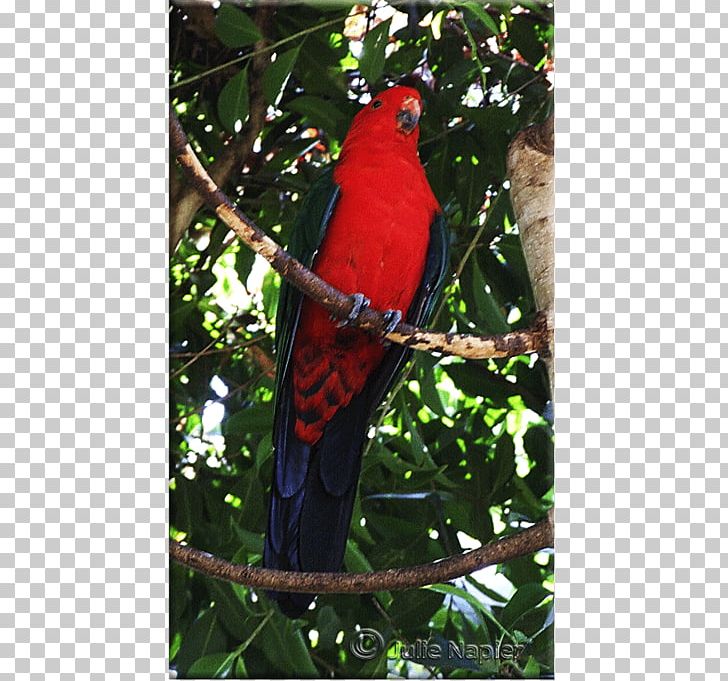 Parrot Bird Macaw Lories And Lorikeets Rainbow Lorikeet PNG, Clipart, Adelaide, Animals, Australian Ringneck, Beak, Bird Free PNG Download