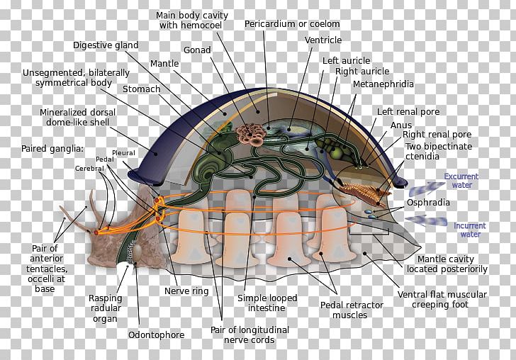Mantle Mollusc Shell Foot Bivalvia Radula PNG, Clipart, Anatomy, Angle, Animals, Annelid, Biology Free PNG Download