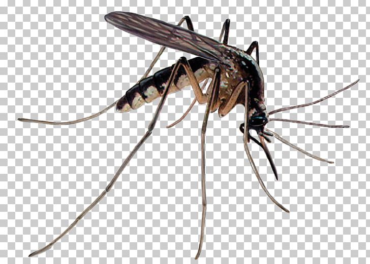 Mosquito Control Pest Control Insecticide PNG, Clipart, Animal, Ant, Arthropod, Desktop Wallpaper, Disease Free PNG Download