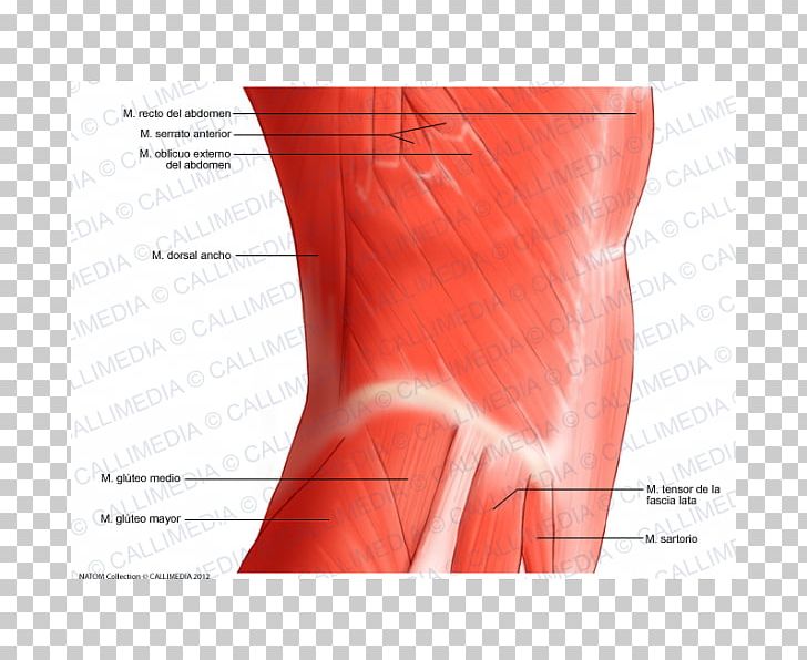 Hip Abdomen Rectus Abdominis Muscle Abdominal External Oblique Muscle PNG, Clipart, Abdomen, Abdominal, Abdominal External Oblique Muscle, Active Undergarment, Anatomy Free PNG Download