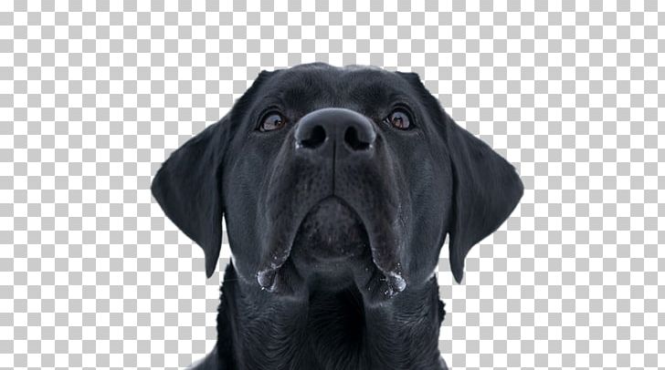 Labrador Retriever Golden Retriever Puppy Dog Breed PNG, Clipart, Animal Kingdom, Animals, Anti Social, Breed, Cane Corso Free PNG Download