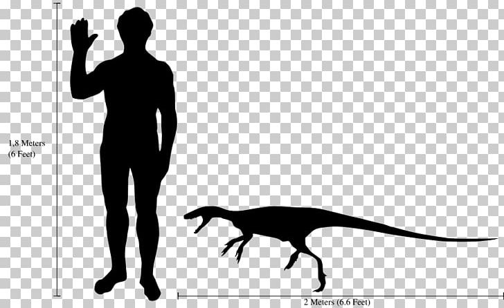 velociraptor size compared human