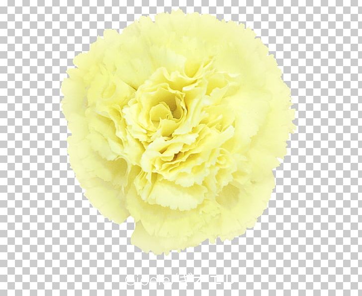Carnation Cut Flowers Yellow Violet PNG, Clipart, Artificial Flower, Carnation, Caryophyllaceae, Colibri, Cut Flowers Free PNG Download