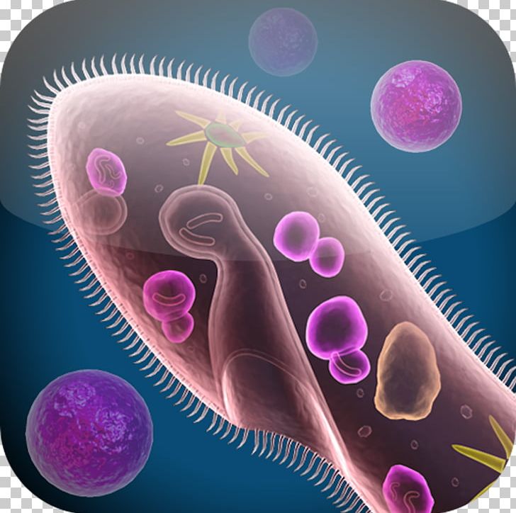Cell Biology Cell Biology Science Organism PNG, Clipart, App, App Store, Biology, Cell, Cell Biology Free PNG Download