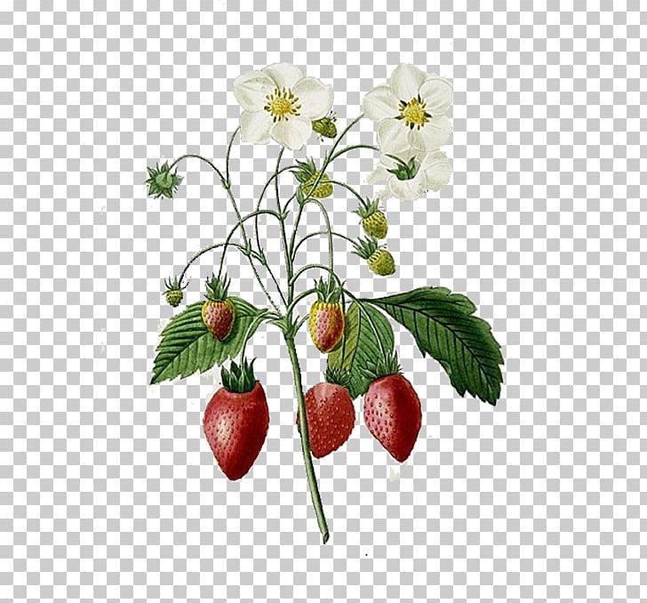 Choix Des Plus Belles Fleurs Strawberry Botanical Illustration Printmaking Illustration PNG, Clipart, Artist, Botany, Branch, Choix Des Plus Belles Fleurs, Draw Free PNG Download