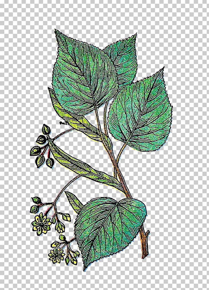 Leaf Plant Stem Ink Organism PNG, Clipart, Art, Branch, Branching, Csa Images, Ink Free PNG Download