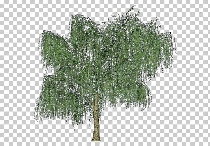 Tree Weeping Willow Woody Plant Shrub PNG, Clipart, Birch, Branch, Deciduous, Evergreen, Grass Free PNG Download