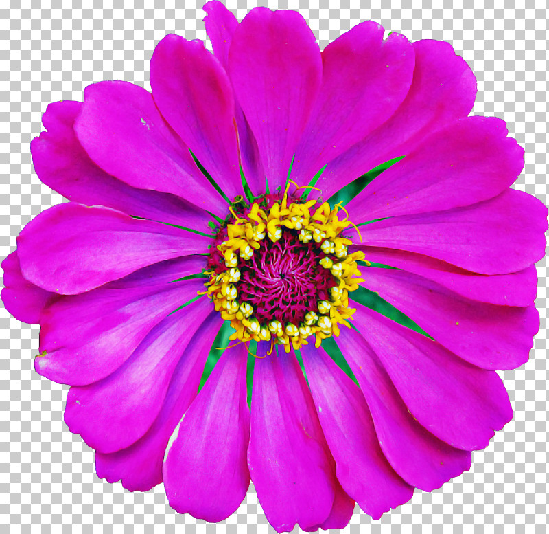 Flower Petal Violet Barberton Daisy Purple PNG, Clipart, African Daisy, Annual Plant, Aster, Barberton Daisy, China Aster Free PNG Download
