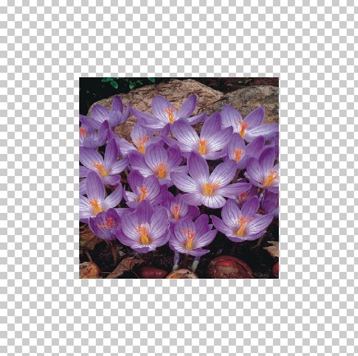 Bieberstein's Crocus Bulb Blossom Autumn Crocus Flower PNG, Clipart,  Free PNG Download