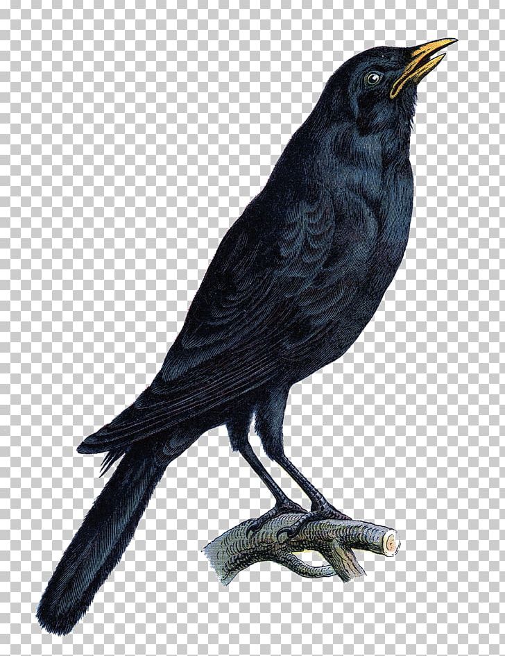 Bird Crow Halloween Common Raven PNG, Clipart, 5 Stars, American Crow, Animals, Art, Beak Free PNG Download