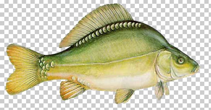 Mirror Carp HORGÁSZ UNIVERZUM Cypriniformes Perch PNG, Clipart, Actinopterygii, Animal Figure, Asp, Bony Fish, Bony Fishes Free PNG Download