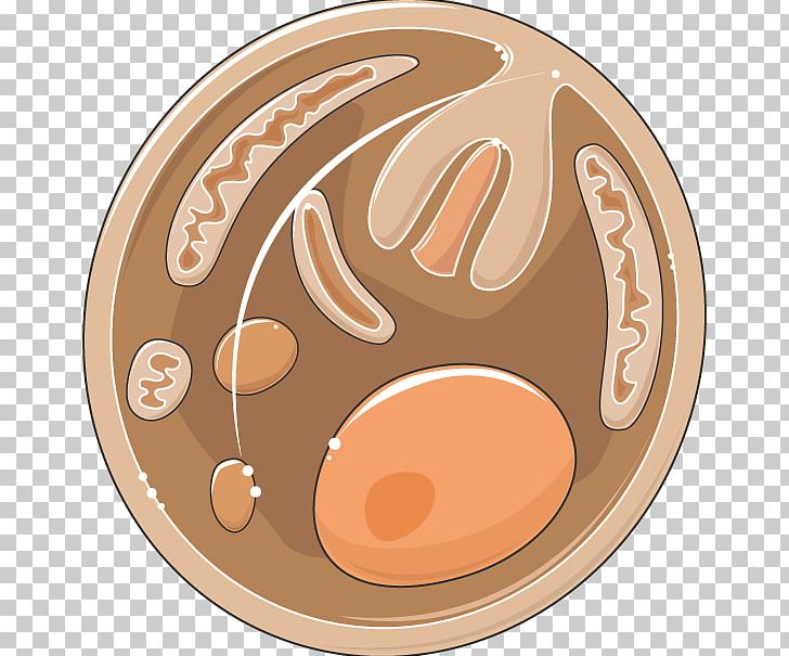 Circle PNG, Clipart, Ancylostoma Duodenale, Circle, Cyst, Echinococcus Granulosus, Education Science Free PNG Download