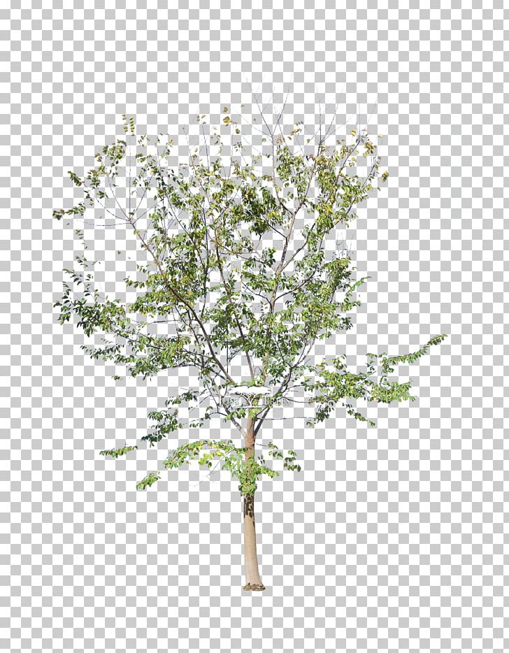 Cut Flowers Plant Stem Light Inflorescence PNG, Clipart, Branch, Color, Cone, Creeping Jenny, Cut Flowers Free PNG Download