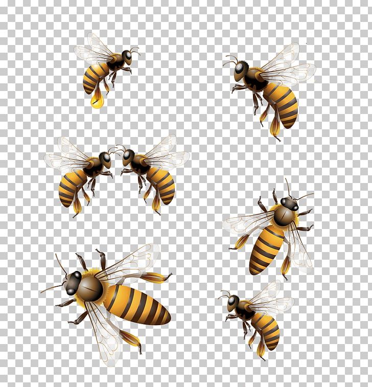 Honey Bee Hornet Worker Bee PNG, Clipart, Arthropod, Bee, Bee Hive, Bees, Bees Honey Free PNG Download