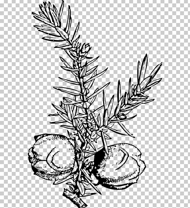 Juniper Berry Common Juniper PNG, Clipart, Artwork, Berry, Black And White, Blueberry, Branch Free PNG Download