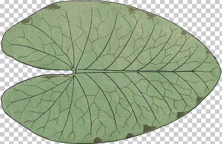 Leaf PNG, Clipart, Green, Leaf, Plant Free PNG Download